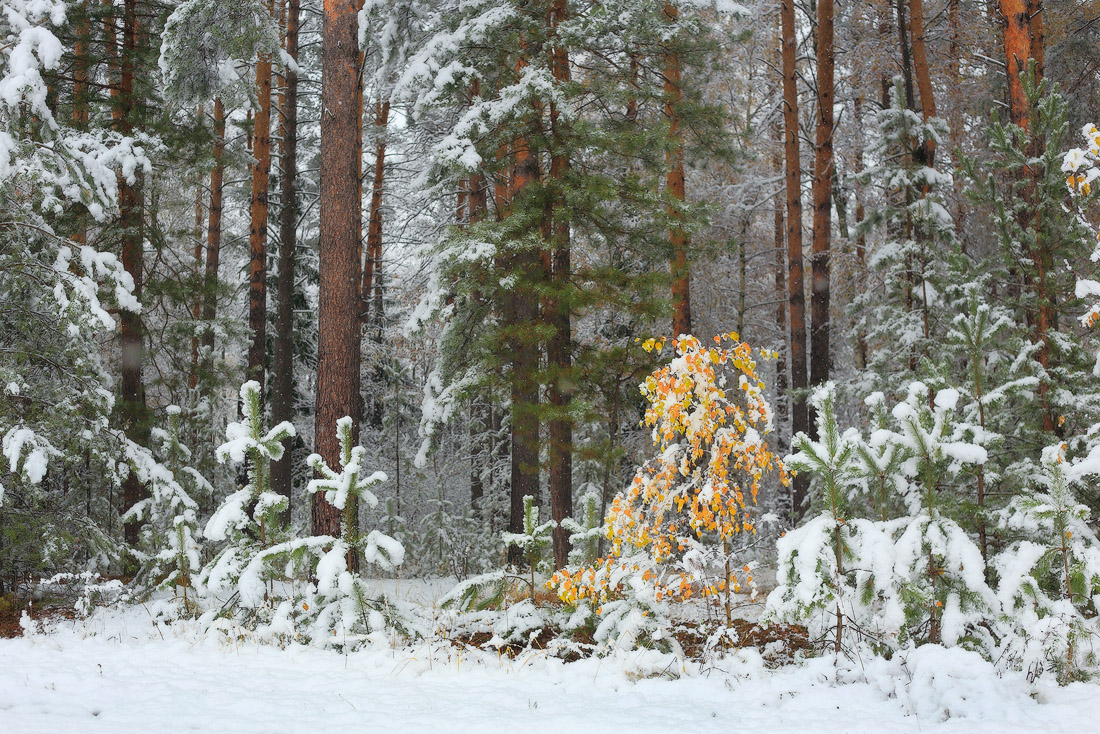 Припорошило