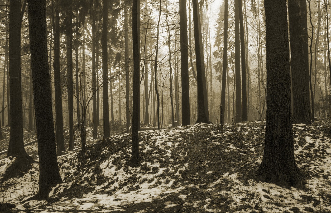 ОСЕННИЙ ЛЕС