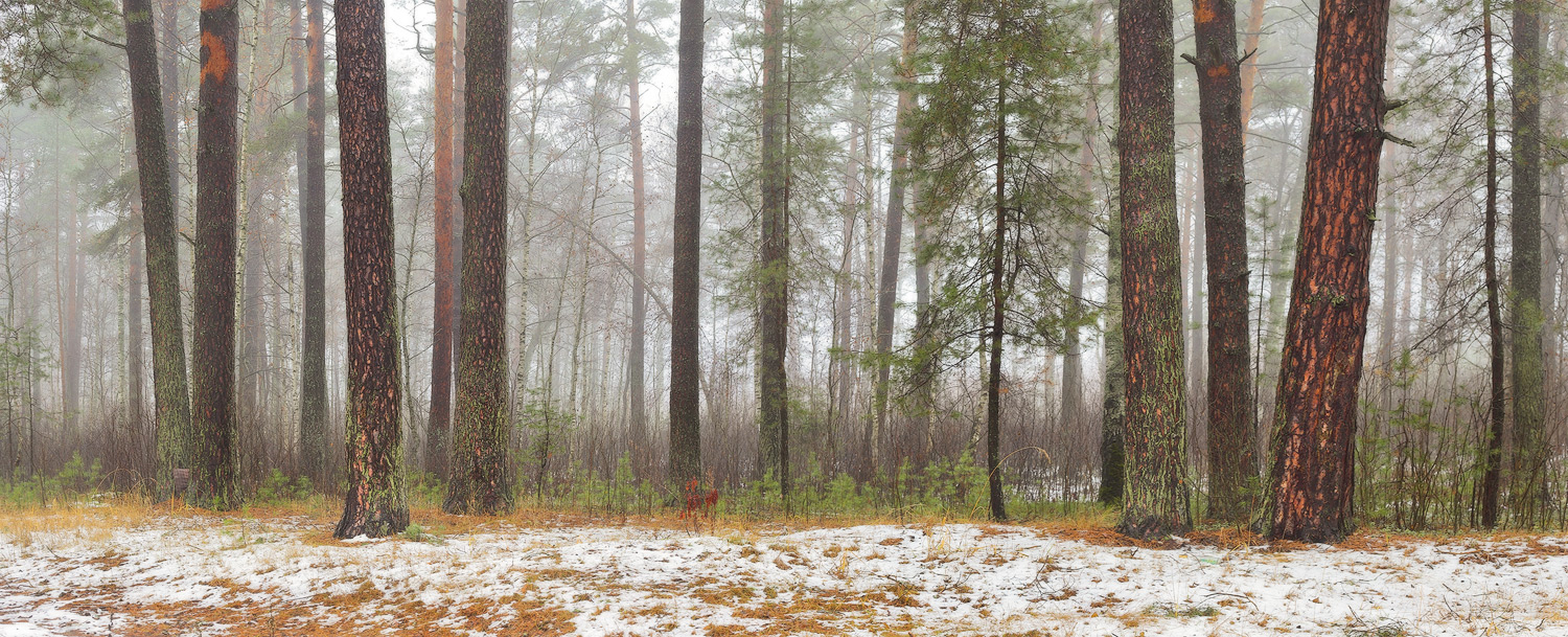 На опушке мокрого леса