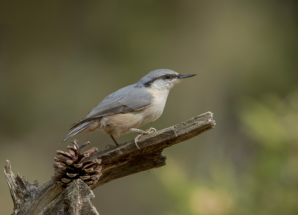 Вперёдсмотрящий