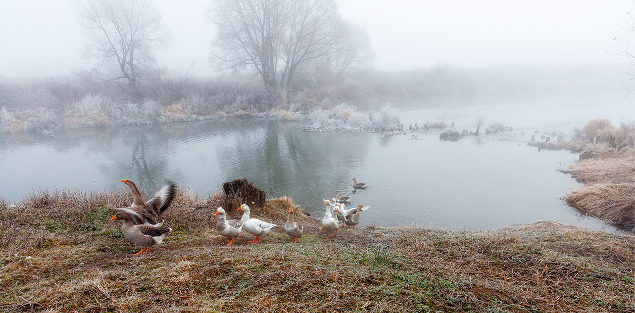 Гусиная история.