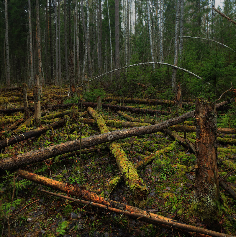 Линии судьбы