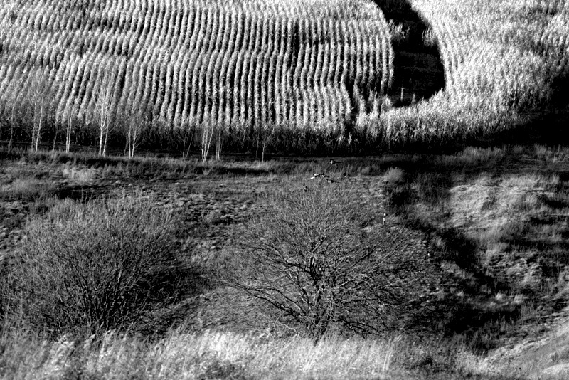 Линии судьбы