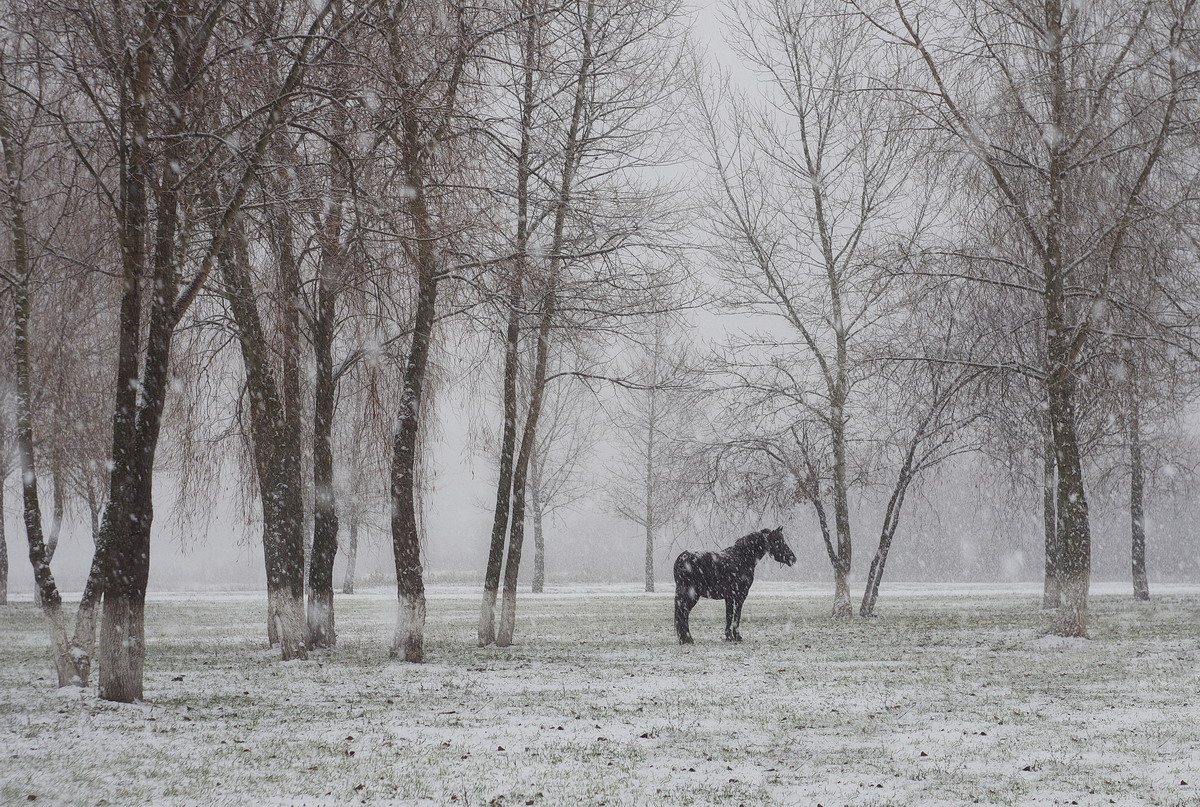 Первый снег