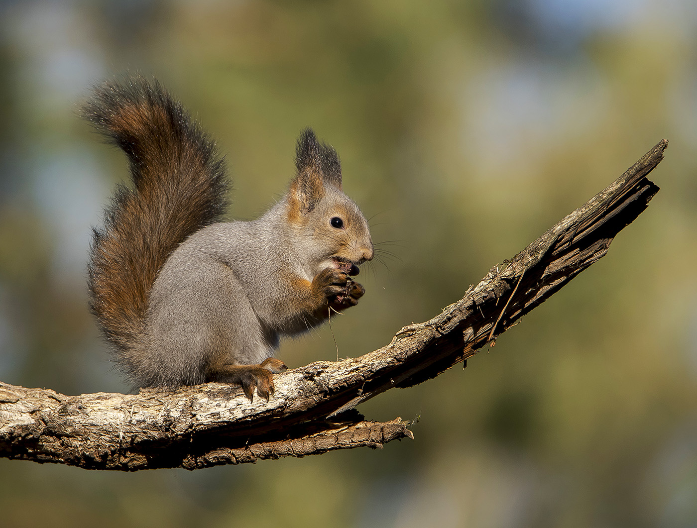 Лёгкий перекус