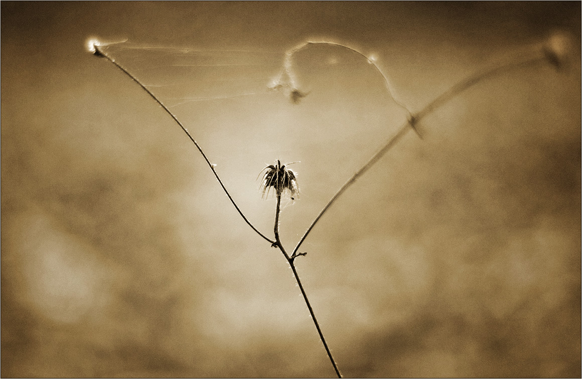 ежик притаившийся