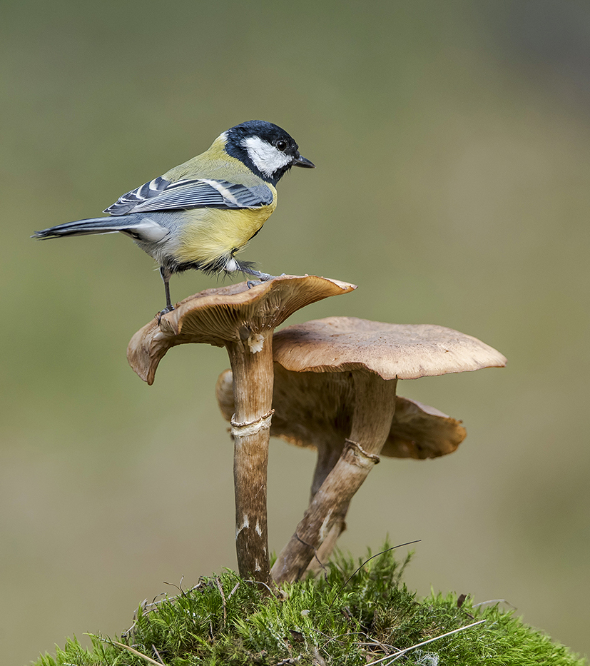 Когда опята были большими