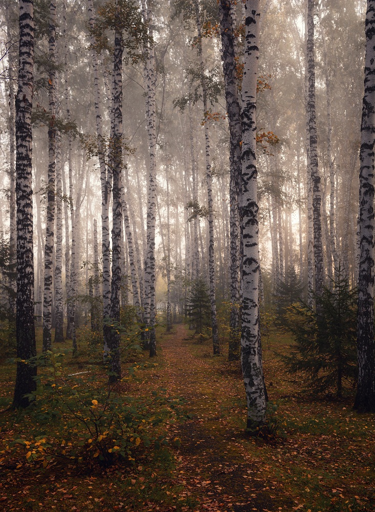 Осенний сон.