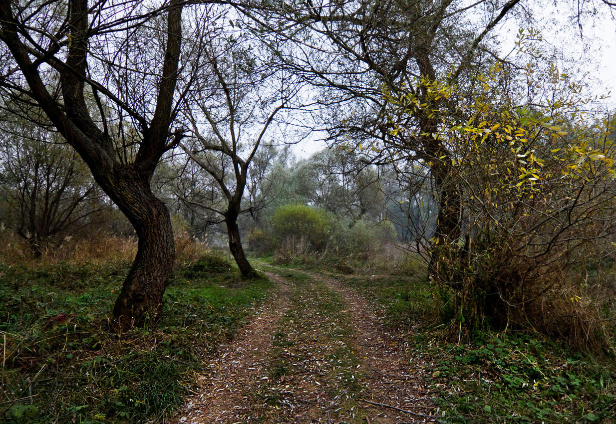 Фантазии в сумерках