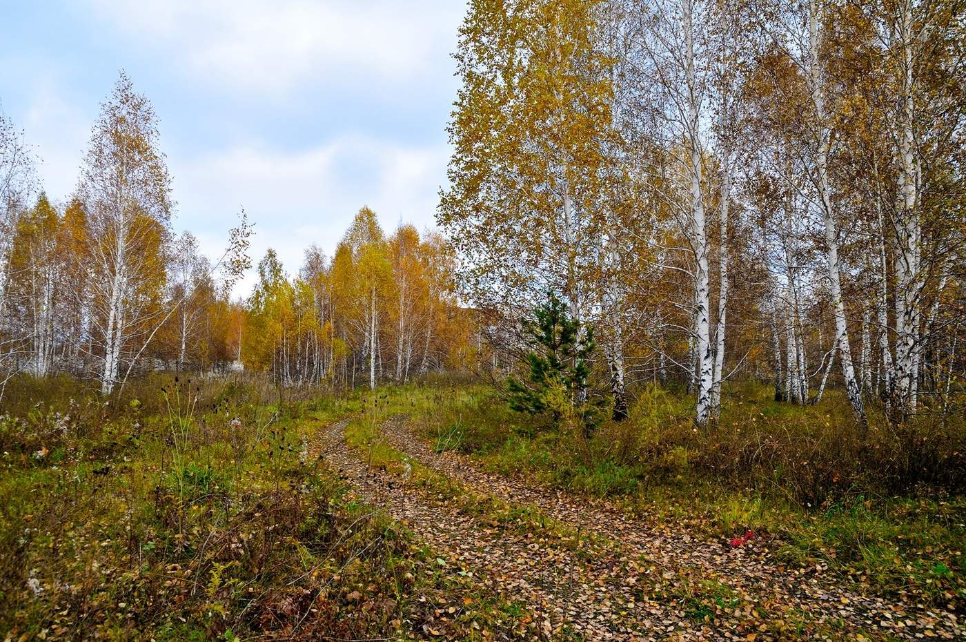 Осенняя зарисовка.
