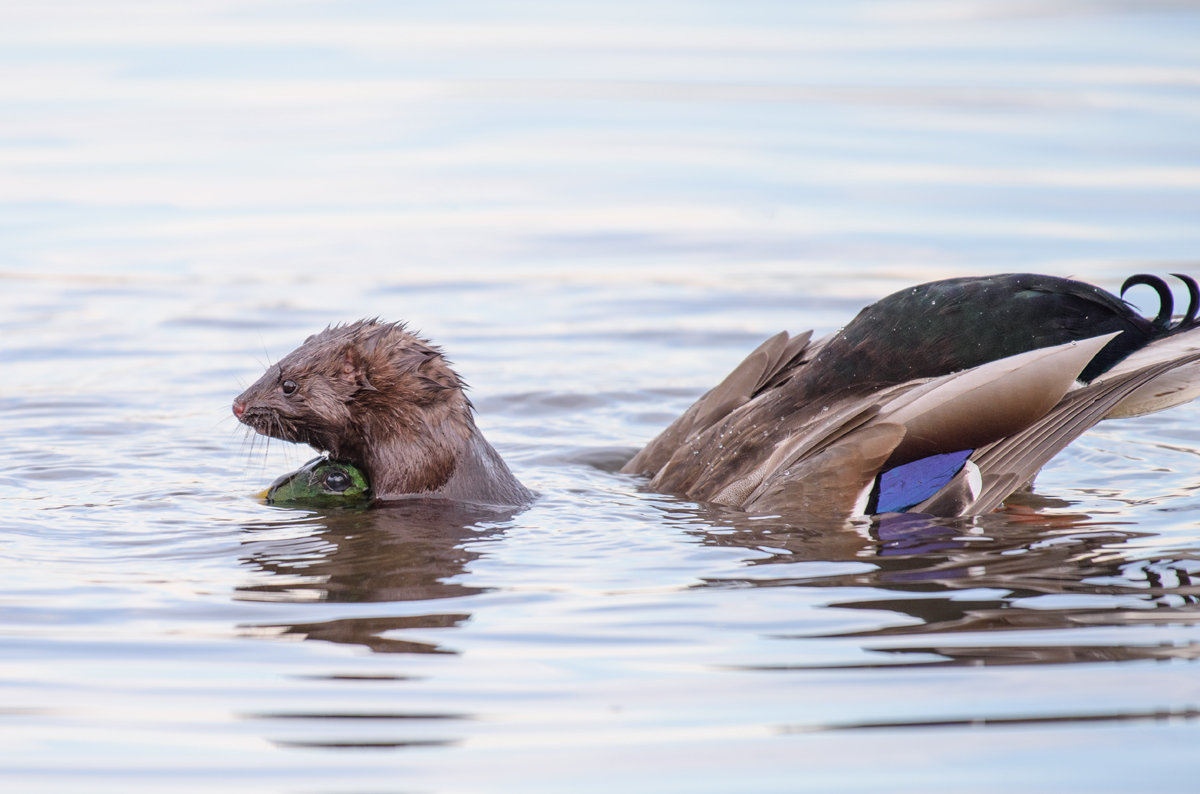 American Mink attacking the Mallard