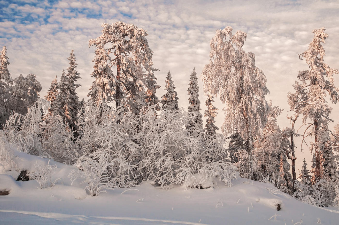 Сказочный лес