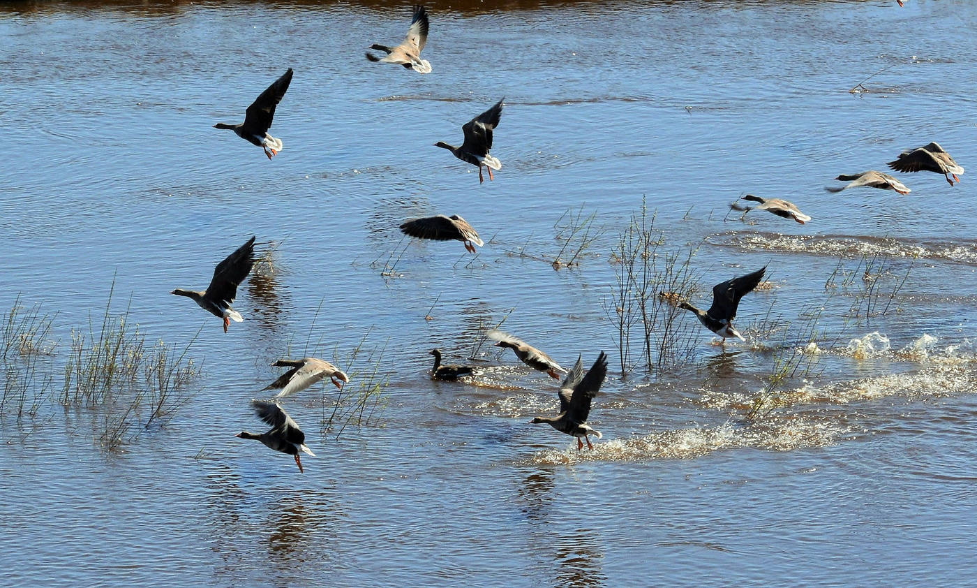 Дикие гуси ...