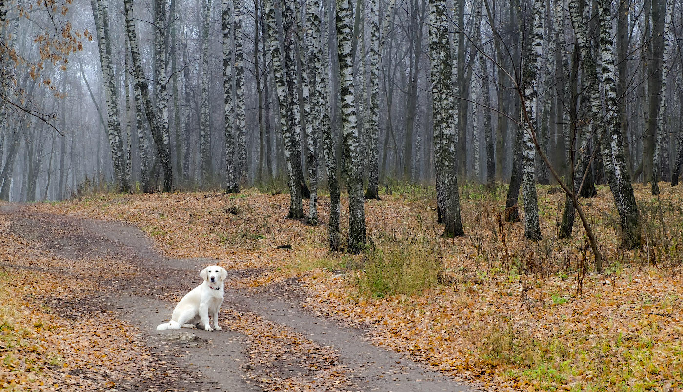 Туман,парк...