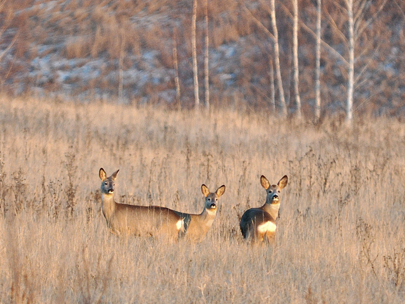Белки-мутанты