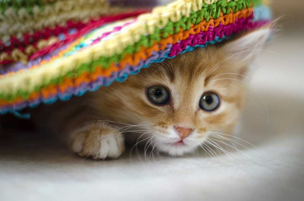 Все дело в шляпе