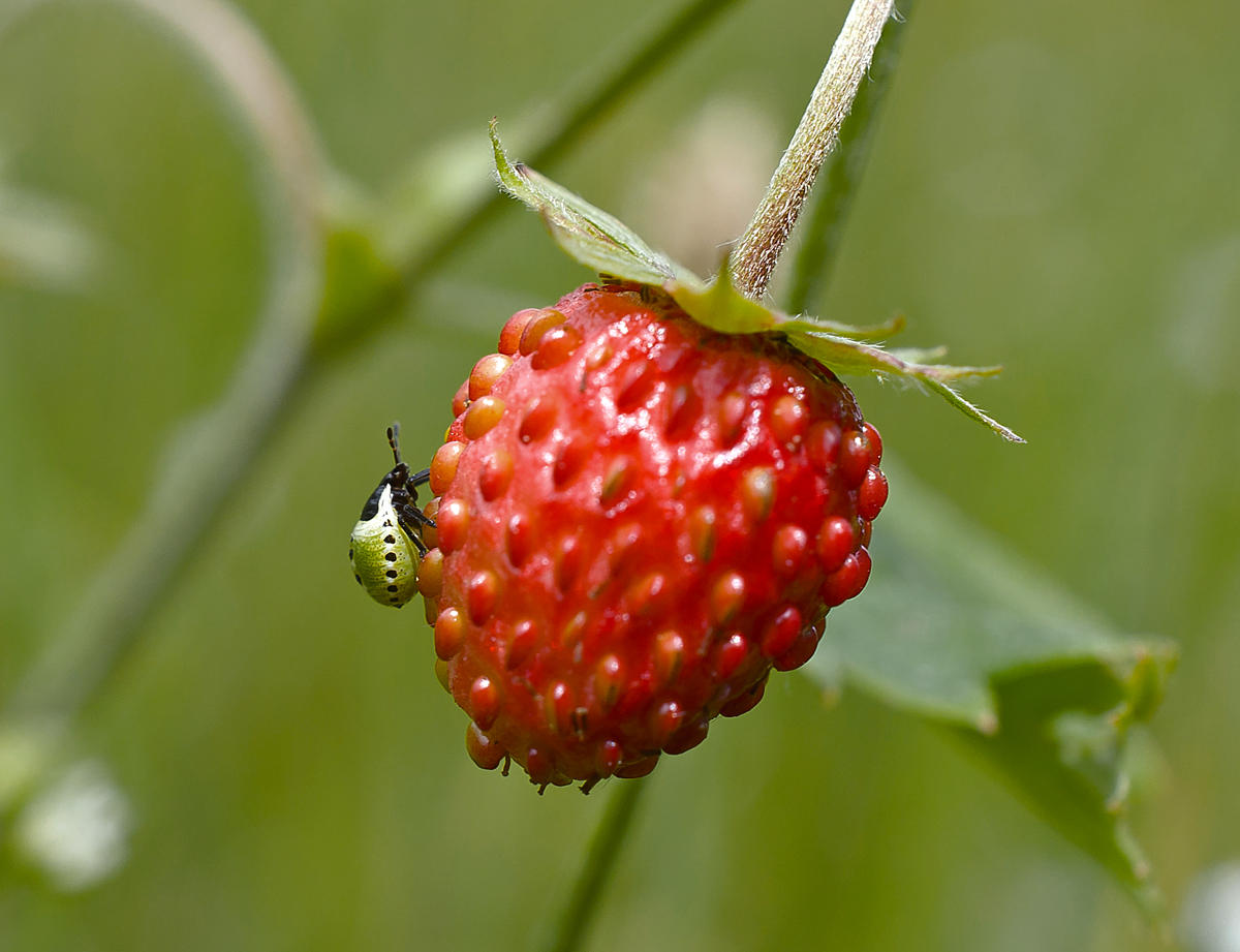 "Ложка дёгтя"