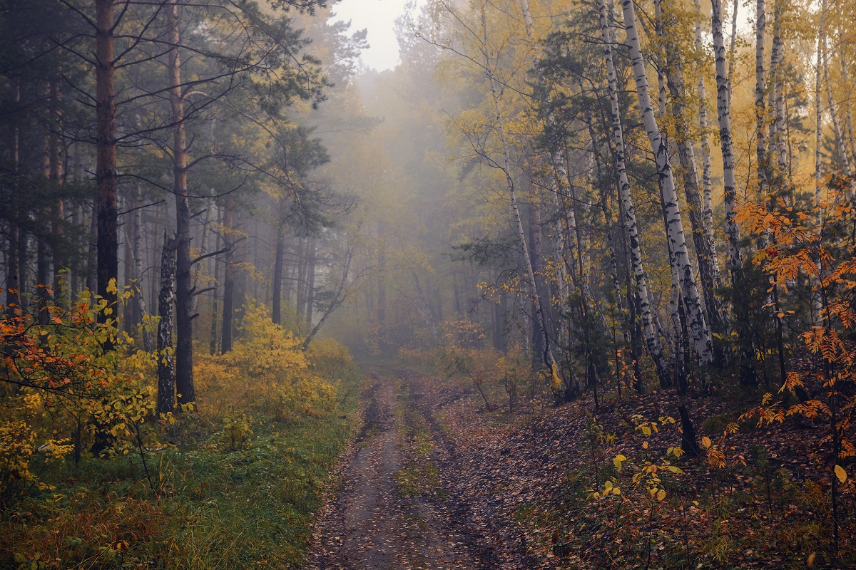 Осеннею дорогой.