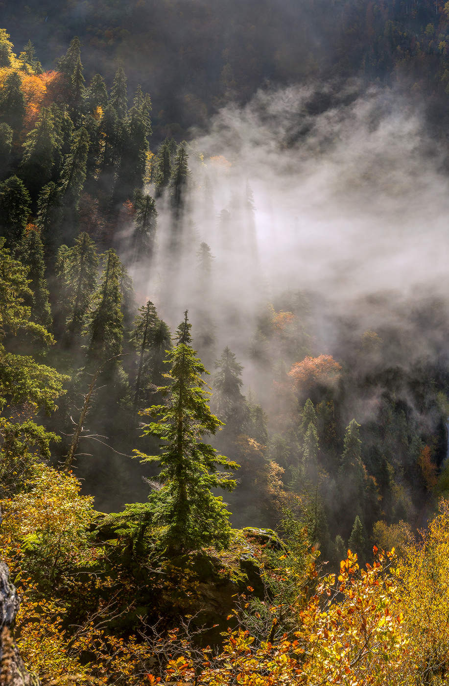 Утро одной пихты.