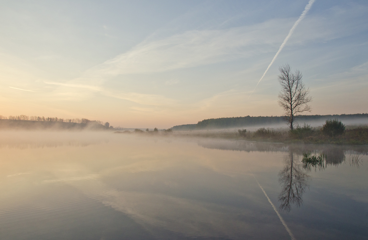 Дерево на той стороне