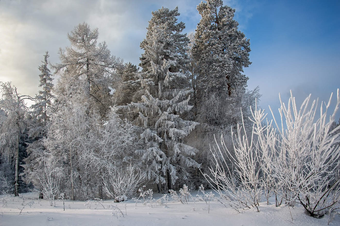 Морозный день
