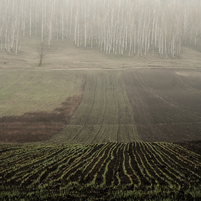 Перекати-поле