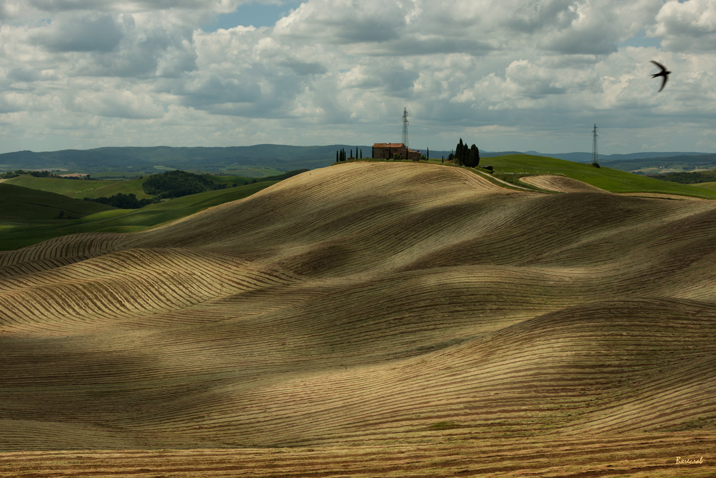 Перекати поле
