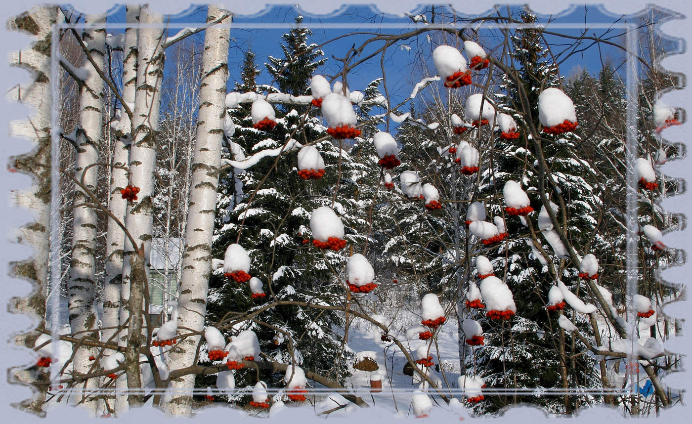 Боярыня в песцовых шапках