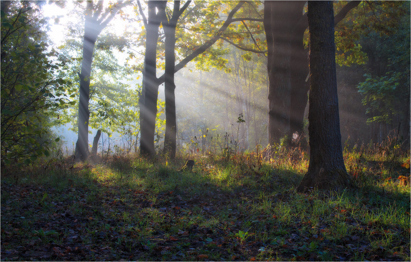Купаясь в утренних лучах...