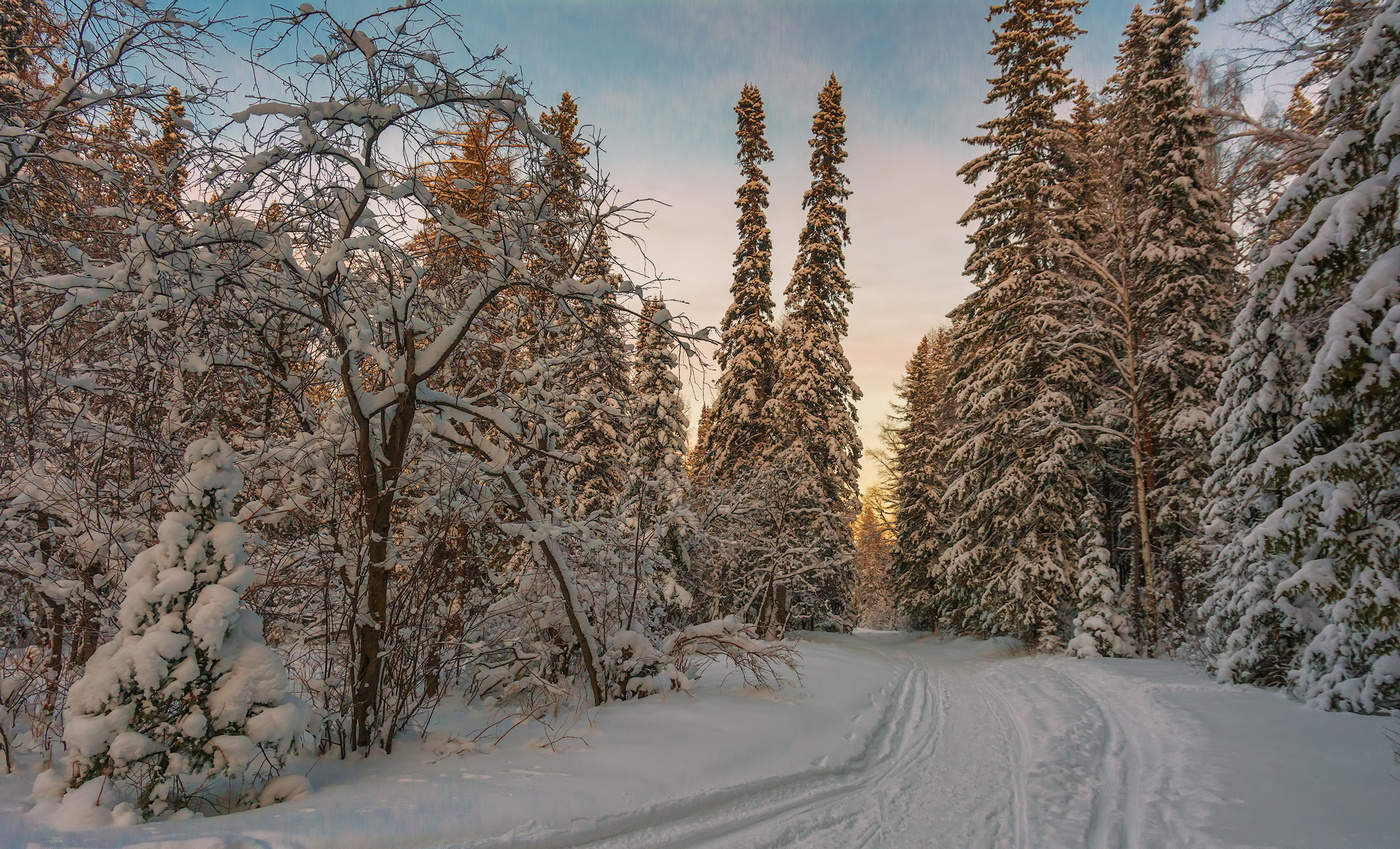 Елки близнецы