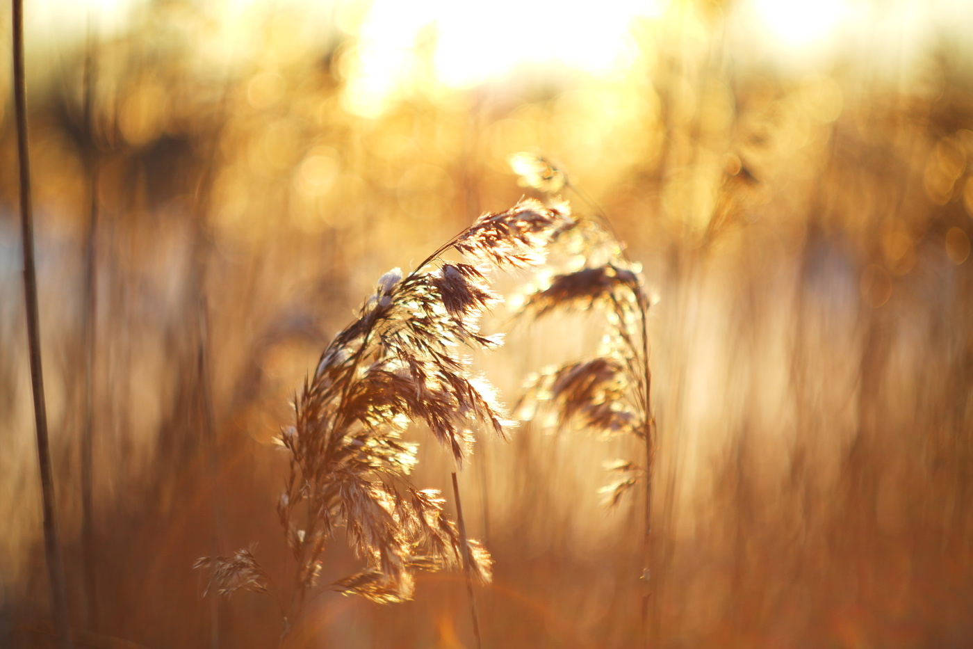 Январские зарисовки.Камыш.
