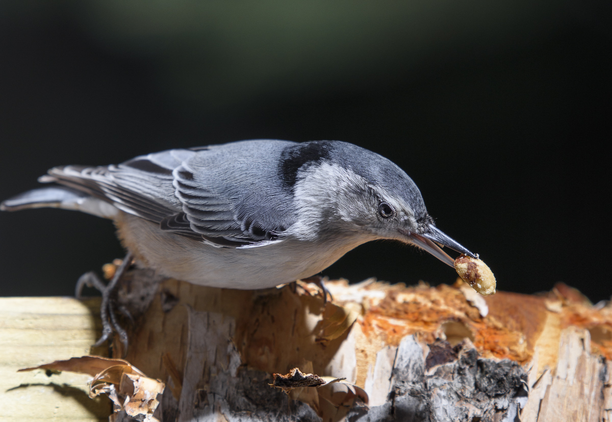 White-breasted nuthatch