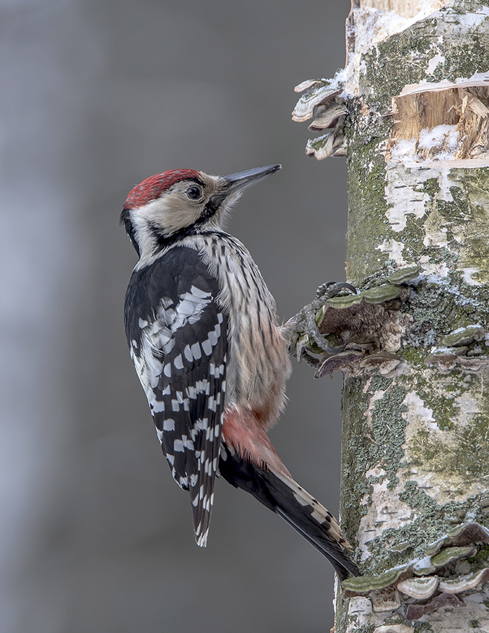 Белоспинный дятел.