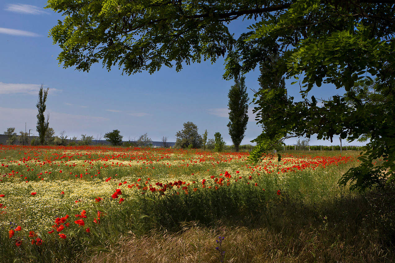 Ковёр на свободе.