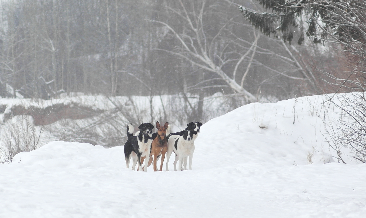 Дартаньян и три мушкетера.