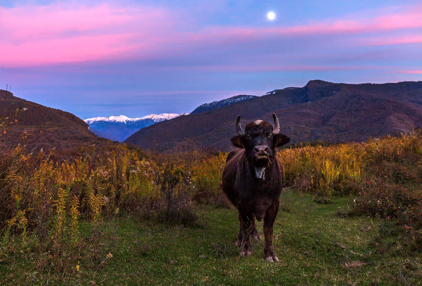Буйвол и луна.