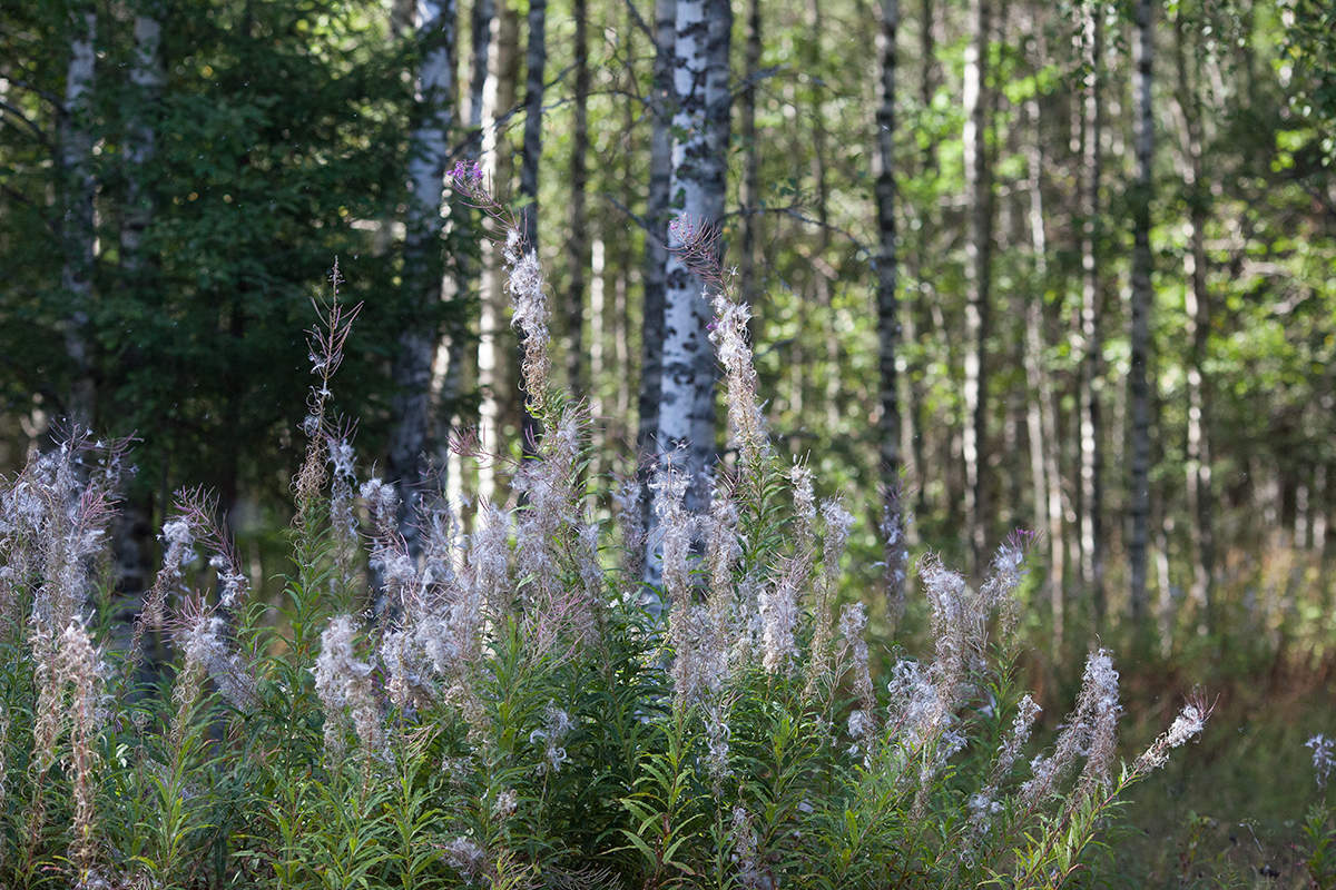 Отцветает кипрей