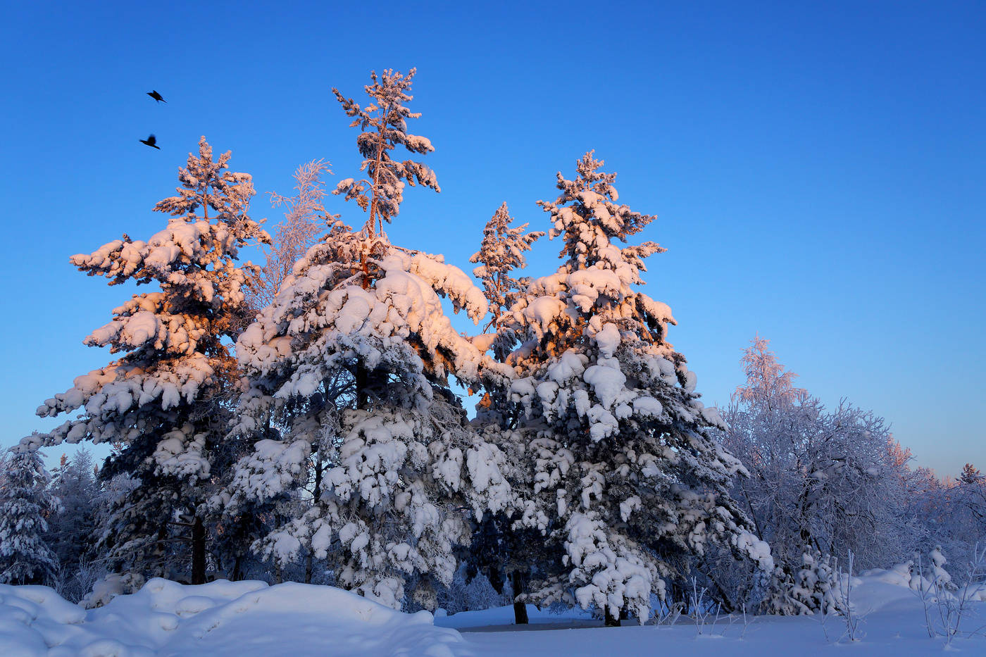Утро в зимнем лесу