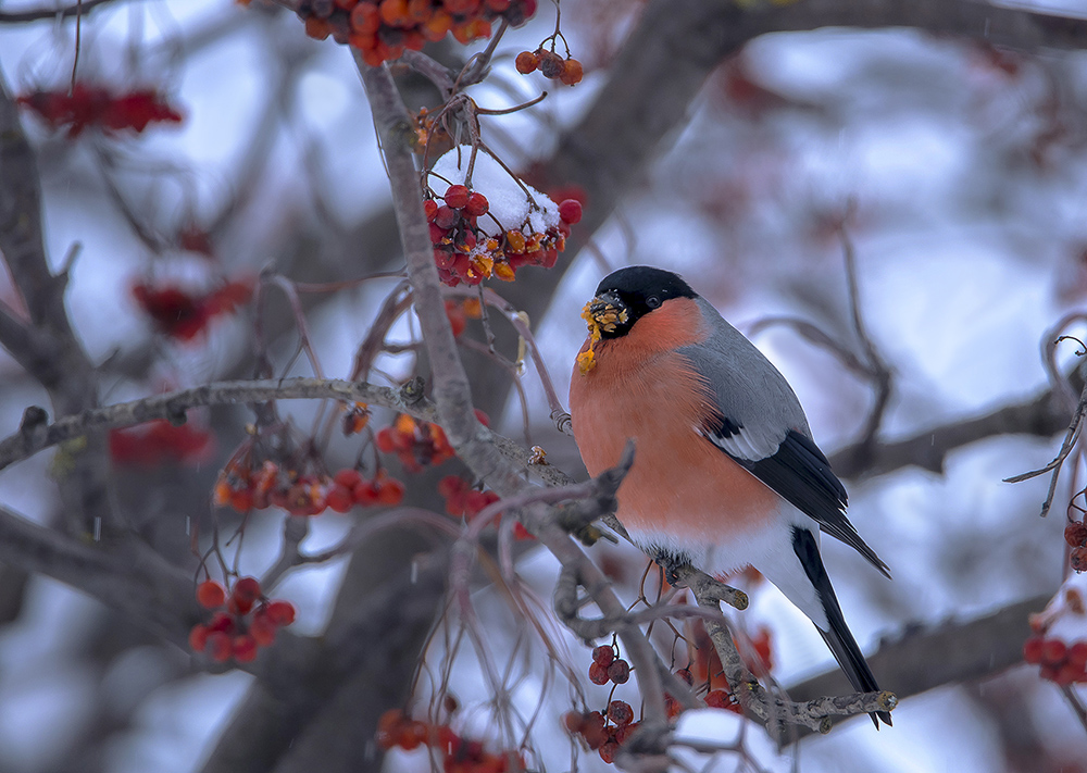 В вечерних сумерках