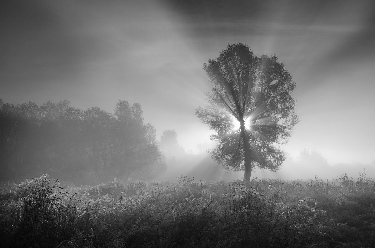 Рифма утреннего света