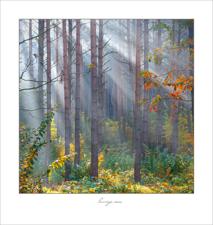 Рифма утреннего света