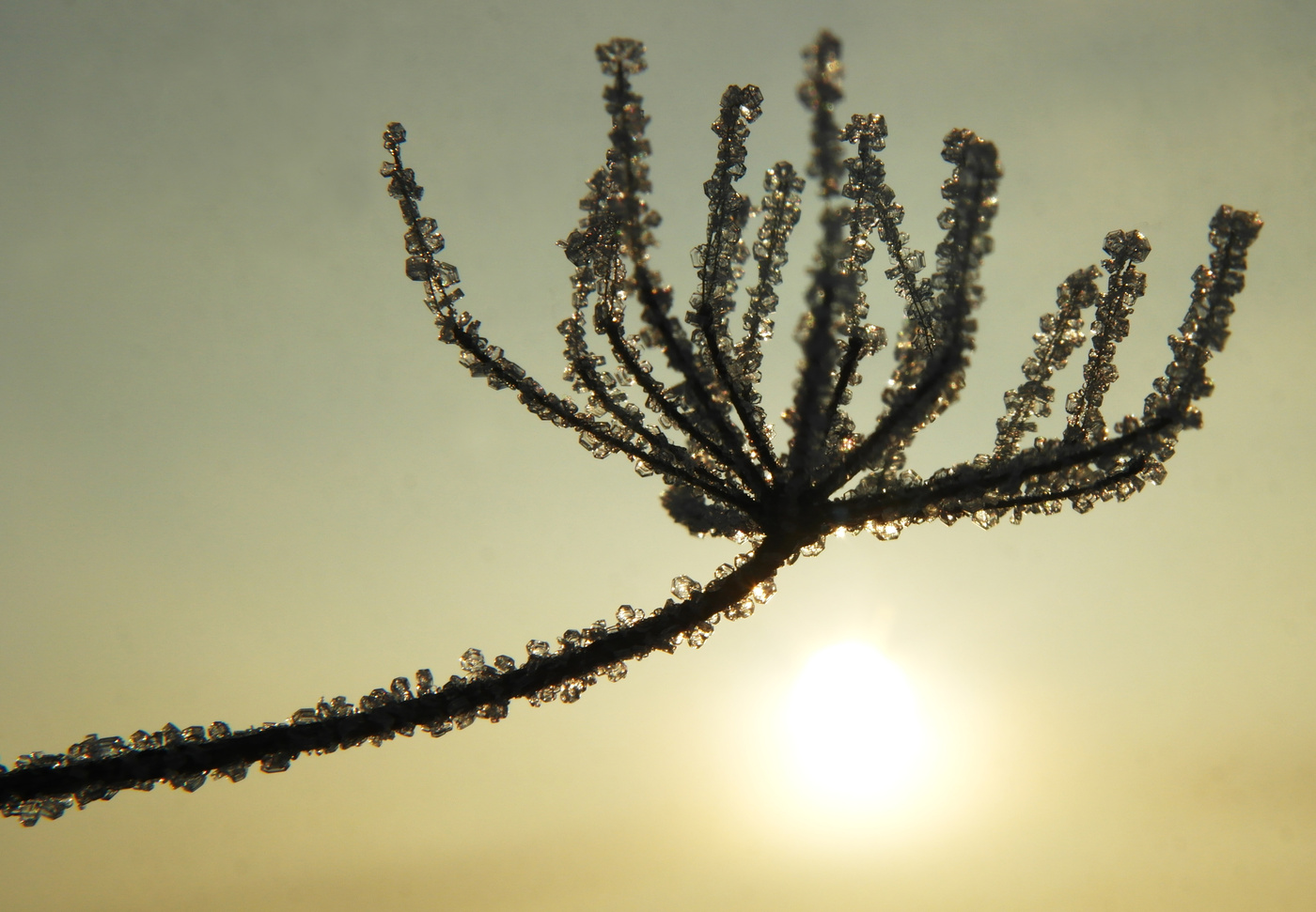 Макро и Солнце.
