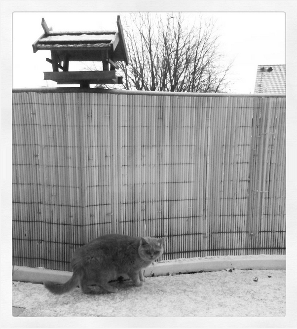 первый снег