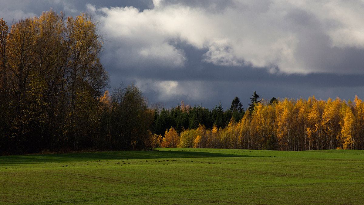 Озимые-осенние