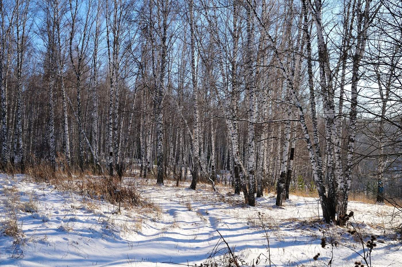 Зимняя зарисовка.