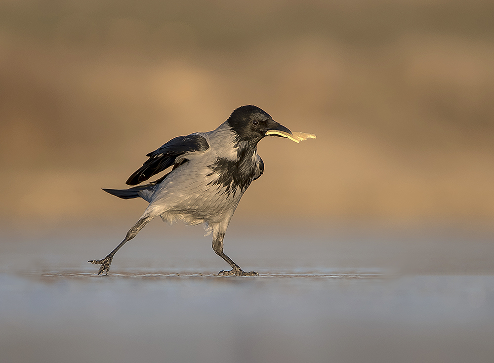 Фигуристка