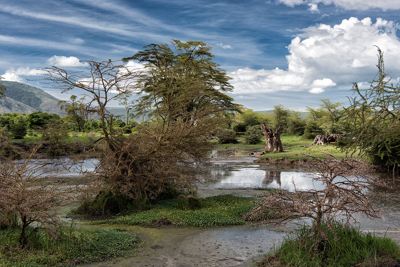Пейзаж с бегемотами