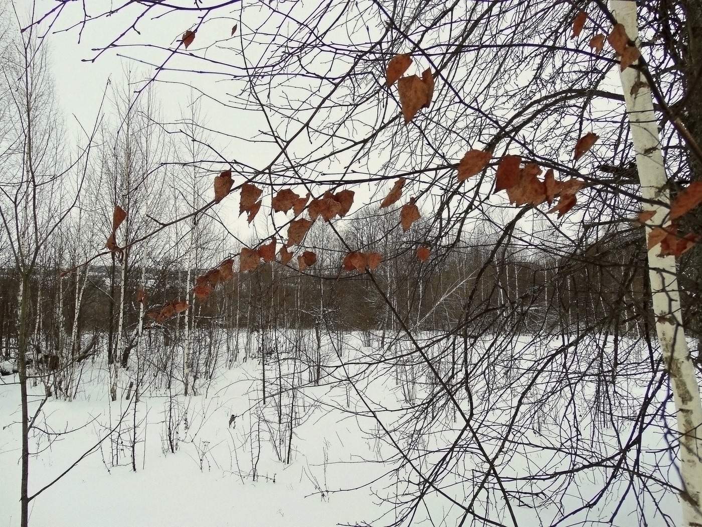 Остались на зимовку