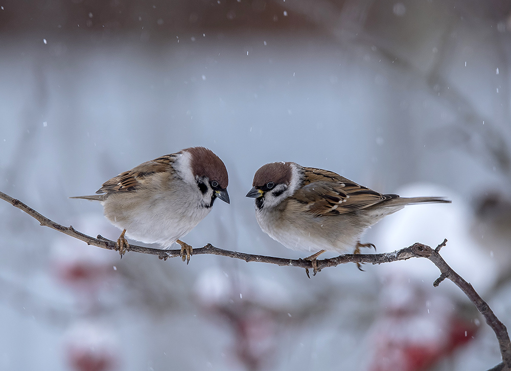 Снова снег...
