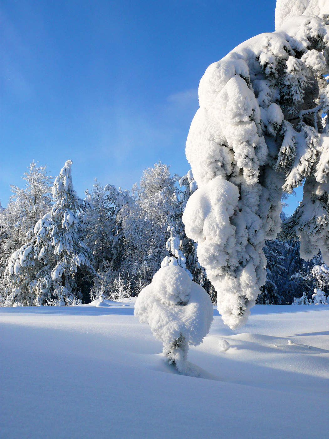 Под надежным крылом